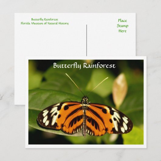 Florida Museum Butterfly Rainforest Briefkaart (Voorkant / Achterkant)