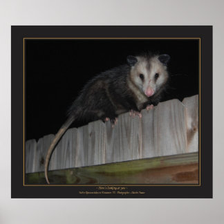 Florida Opossum Poster