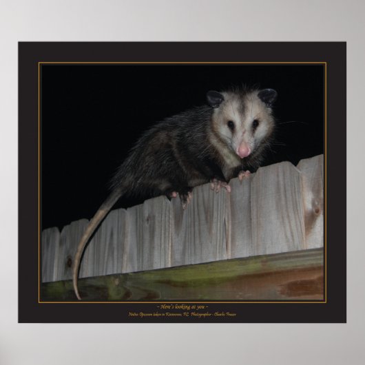 Florida Opossum Poster (Voorkant)