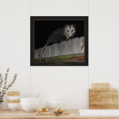 Florida Opossum Poster (Keuken)