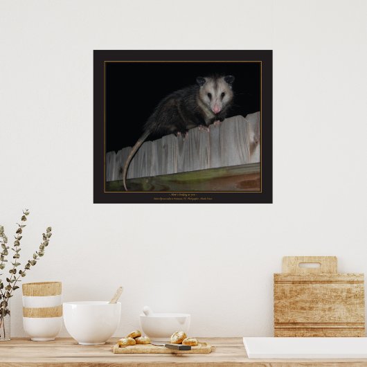 Florida Opossum Poster (Keuken)