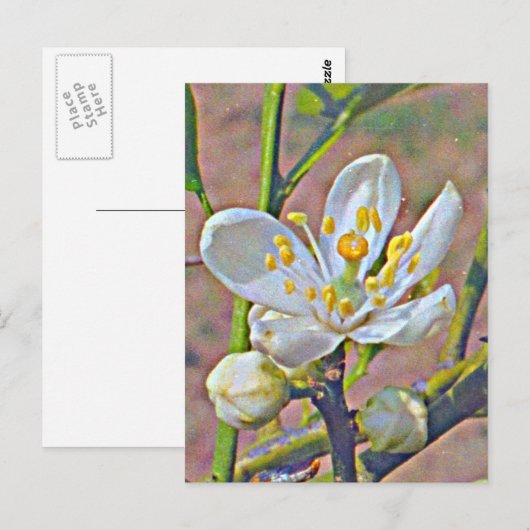 Florida Oranje Blossom Briefkaart (Voorkant / Achterkant)