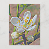 Florida Oranje Blossom Briefkaart (Voorkant)