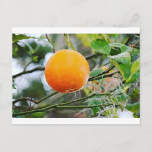 Florida Oranje Post-kaart Briefkaart
