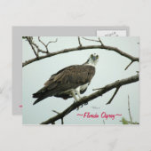 Florida Osprey-Briefkaart Briefkaart (Voorkant / Achterkant)