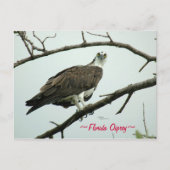 Florida Osprey-Briefkaart Briefkaart (Voorkant)