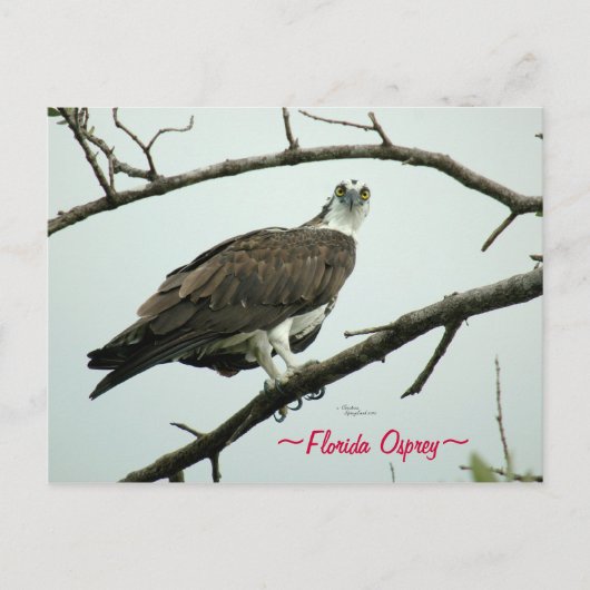 Florida Osprey-Briefkaart Briefkaart (Voorkant)