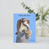 Florida Osprey havik eten vis Briefkaart (Staand voorkant)