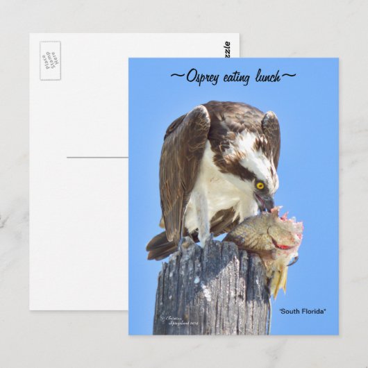 Florida Osprey havik eten vis Briefkaart (Voorkant / Achterkant)