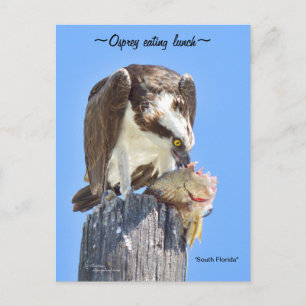 Florida Osprey havik eten vis Briefkaart