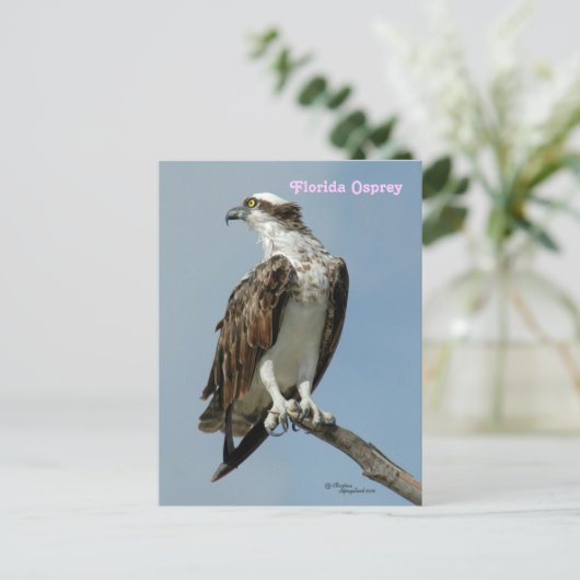 Florida Osprey poseren Briefkaart (Staand voorkant)