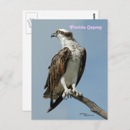Florida Osprey poseren Briefkaart (Voorkant / Achterkant)