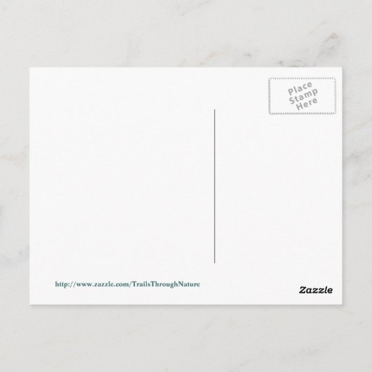 Florida Osprey poseren Briefkaart (Achterkant)