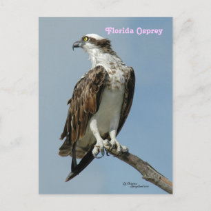 Florida Osprey poseren Briefkaart