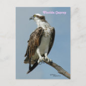 Florida Osprey poseren Briefkaart (Voorkant)