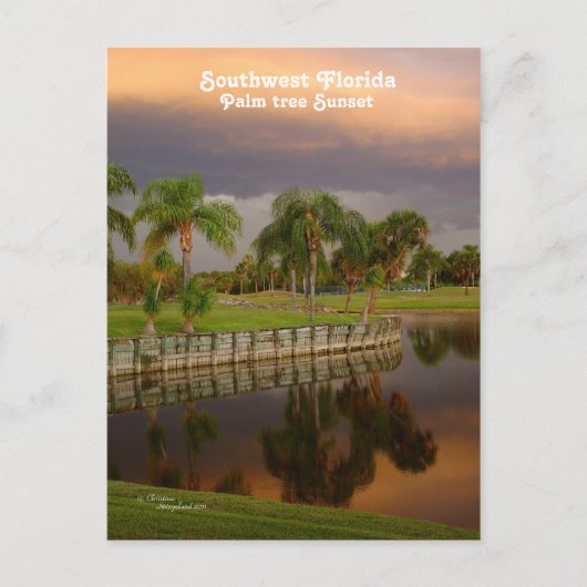 Florida Palm Tree Sunset Briefkaart (Voorkant)
