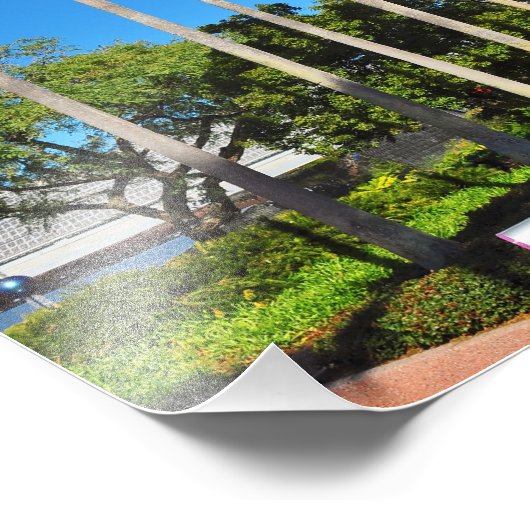 Florida Palm Trees Foto Afdruk (Hoek)