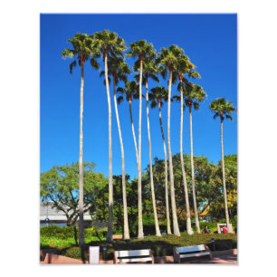 Florida Palm Trees Foto Afdruk
