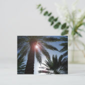 Florida Palm Trees op de Sun Post-kaart Briefkaart (Staand voorkant)