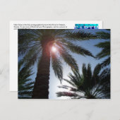 Florida Palm Trees op de Sun Post-kaart Briefkaart (Voorkant / Achterkant)