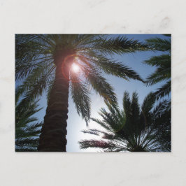 Florida Palm Trees op de Sun Post-kaart Briefkaart