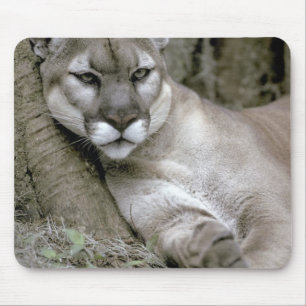 Florida panter, Felis concolor coryi, Muismat