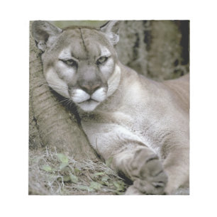 Florida panter, Felis concolor coryi, Notitieblok