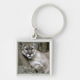 Florida panter, Felis concolor coryi, Sleutelhanger