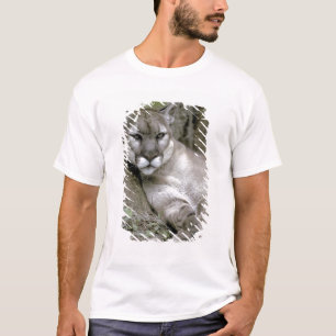 Florida panter, Felis concolor coryi, T-shirt