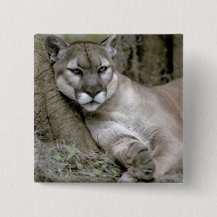 Florida panter, Felis concolor coryi, Vierkante Button 5,1 Cm