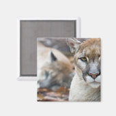 Florida panter magneet (Voorkant / Achterkant)