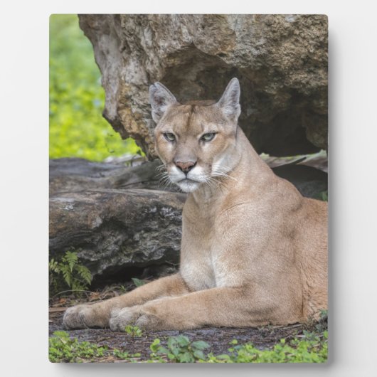 Florida Panther 8 x 10 met Easel Fotoplaat (Voorkant)