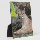 Florida Panther 8 x 10 met Easel Fotoplaat (Zijkant)