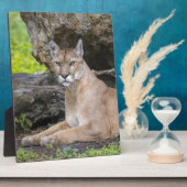Florida Panther 8 x 10 met Easel Fotoplaat (Zijkant)