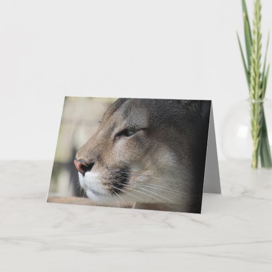 Florida Panther Birthday Kaart (Voorkant)