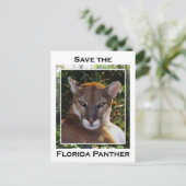 Florida Panther Briefkaart (Staand voorkant)