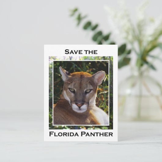 Florida Panther Briefkaart (Staand voorkant)