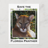 Florida Panther Briefkaart (Voorkant)