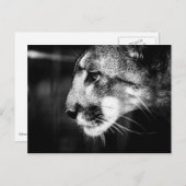 Florida Panther Briefkaart (Voorkant / Achterkant)
