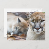 Florida Panther Briefkaart (Voorkant / Achterkant)