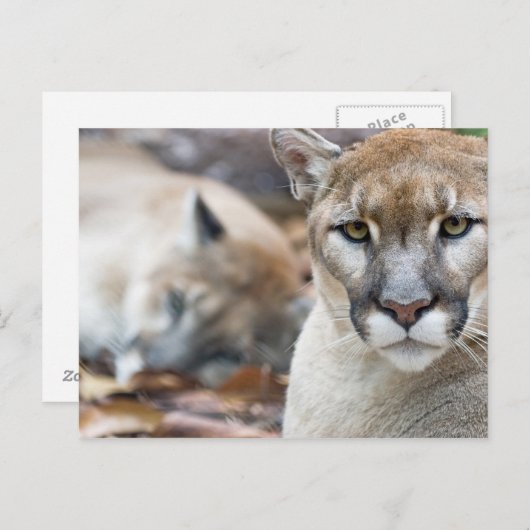 Florida Panther Briefkaart (Voorkant / Achterkant)