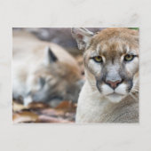 Florida Panther Briefkaart (Voorkant)