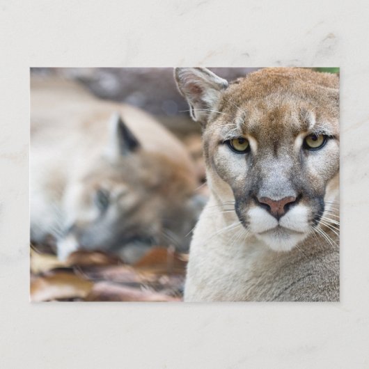 Florida Panther Briefkaart (Voorkant)