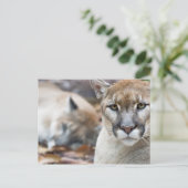 Florida Panther Briefkaart (Staand voorkant)