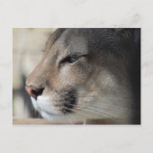 Florida Panther Briefkaart (Voorkant)