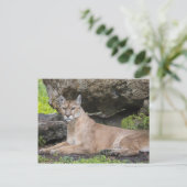 Florida Panther Briefkaart (Staand voorkant)