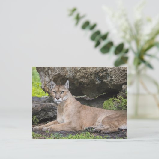 Florida Panther Briefkaart (Staand voorkant)