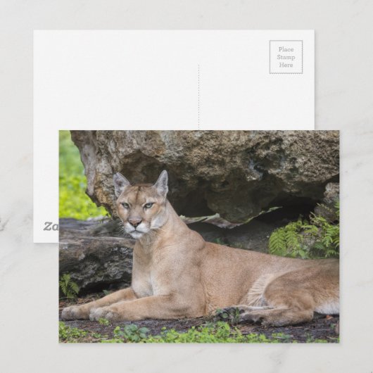 Florida Panther Briefkaart (Voorkant / Achterkant)