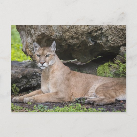 Florida Panther Briefkaart (Voorkant)