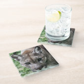 FLORIDA PANTHER- DRINK COASTERS GLAZEN ONDERZETTER (Schuin)